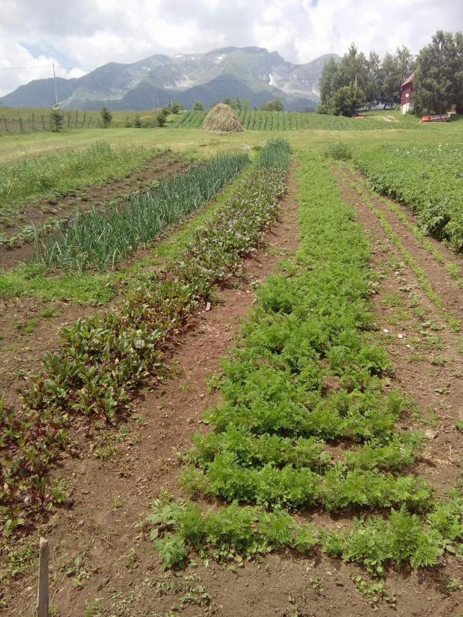 Organic Family Farm Hotel Zabljak  Luaran gambar