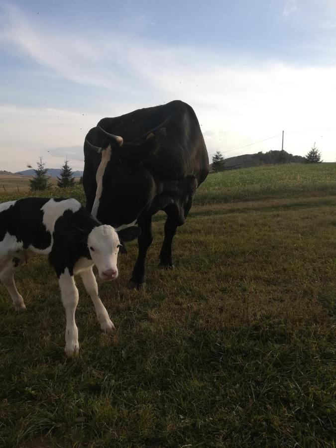 Organic Family Farm Hotel Zabljak  Luaran gambar