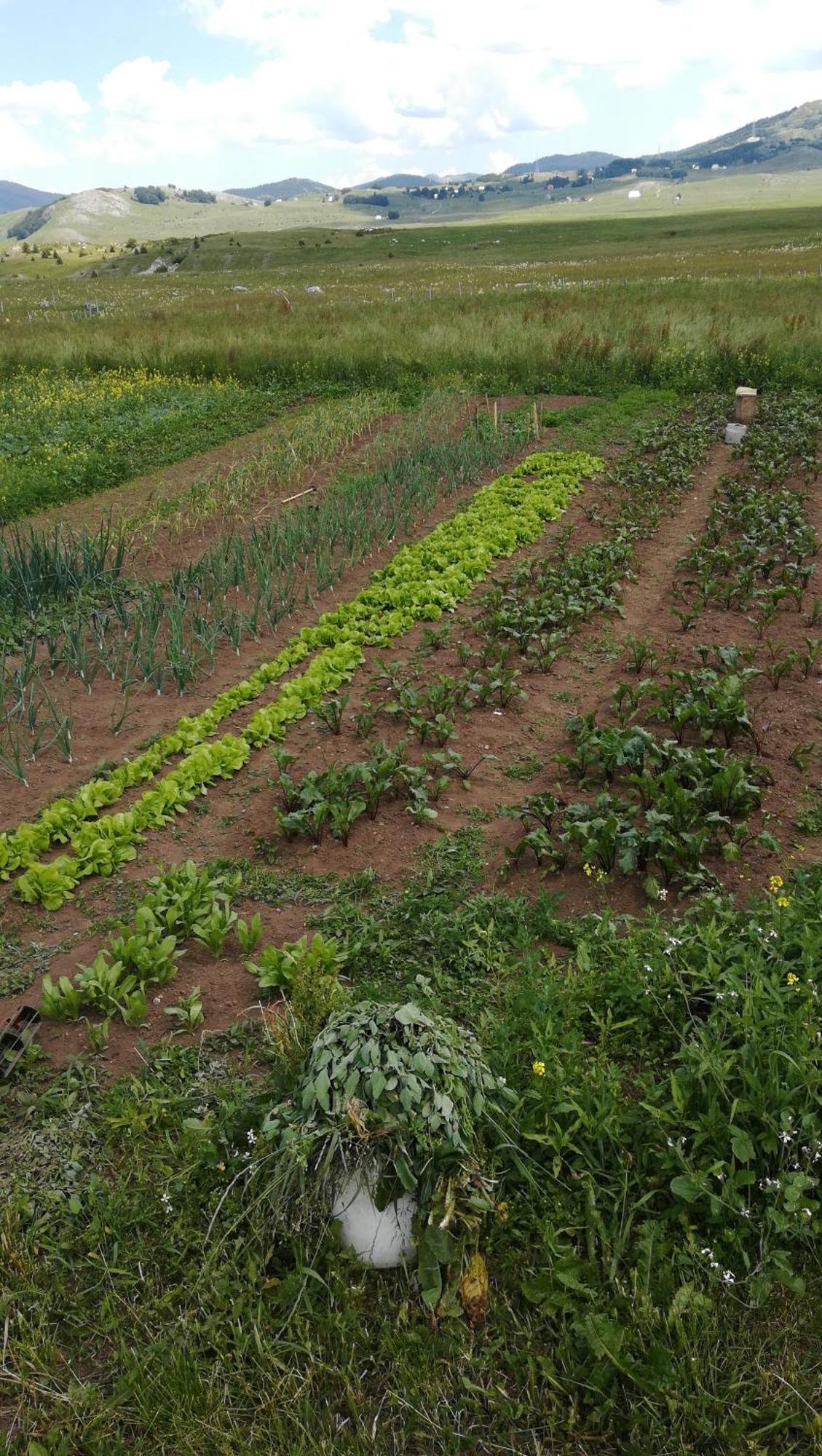 Organic Family Farm Hotel Zabljak  Bilik gambar