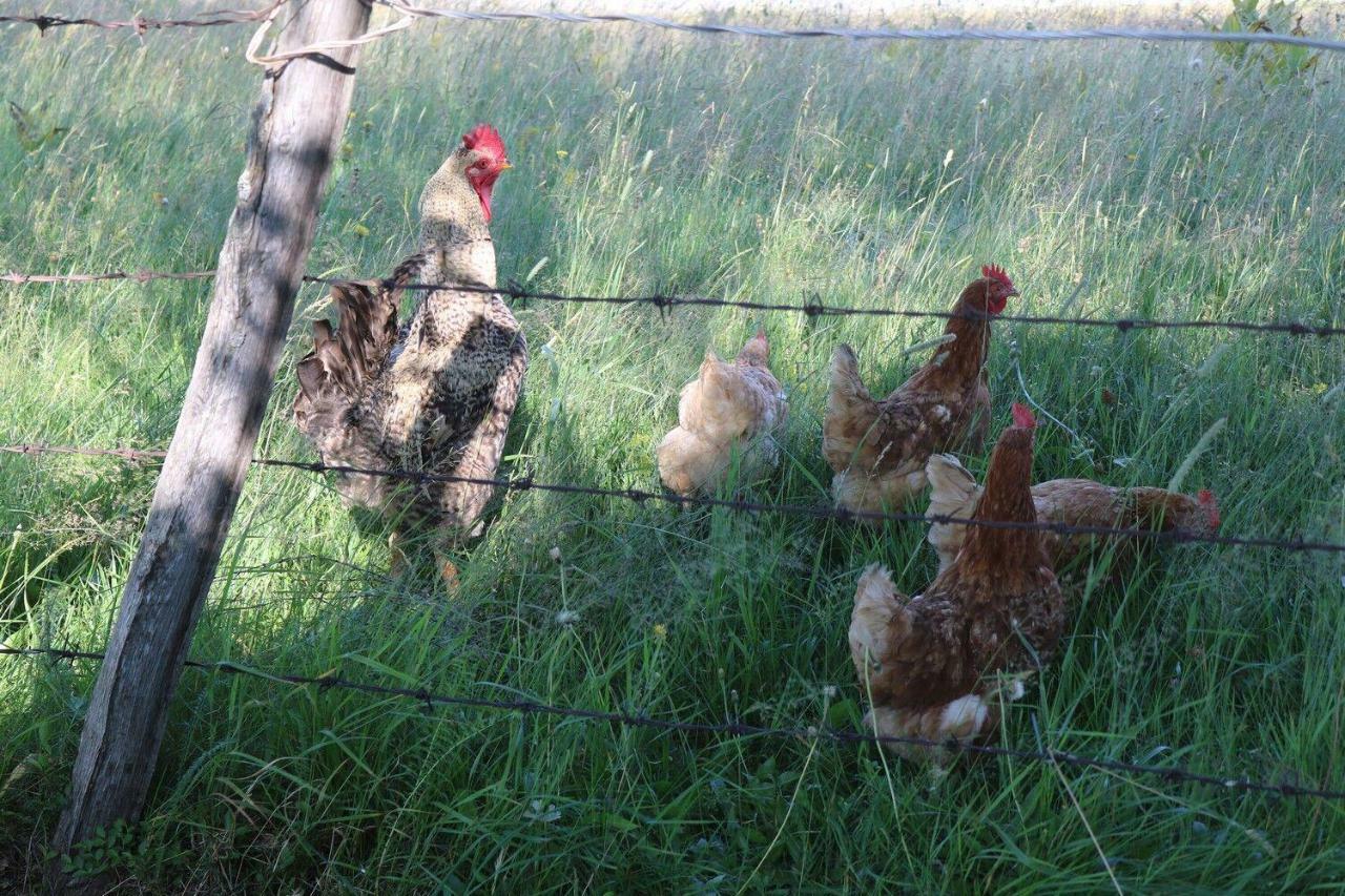 Organic Family Farm Hotel Zabljak  Luaran gambar